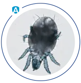 House Dust Mites