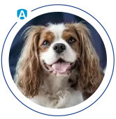 Pet Allergens