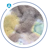 Fungal Spores